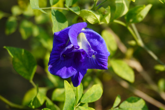 Blue Butterfly Pea Flower: A Beautiful Bloom with Powerful Benefits