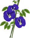 Butterfly Pea Flower