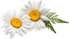 Chamomile