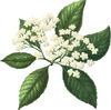 Elder -Flower