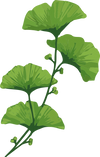 Ginko Biloba