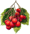 Schisandra Berry