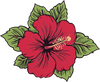 Hibiscus Flower