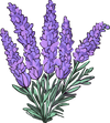 Lavender