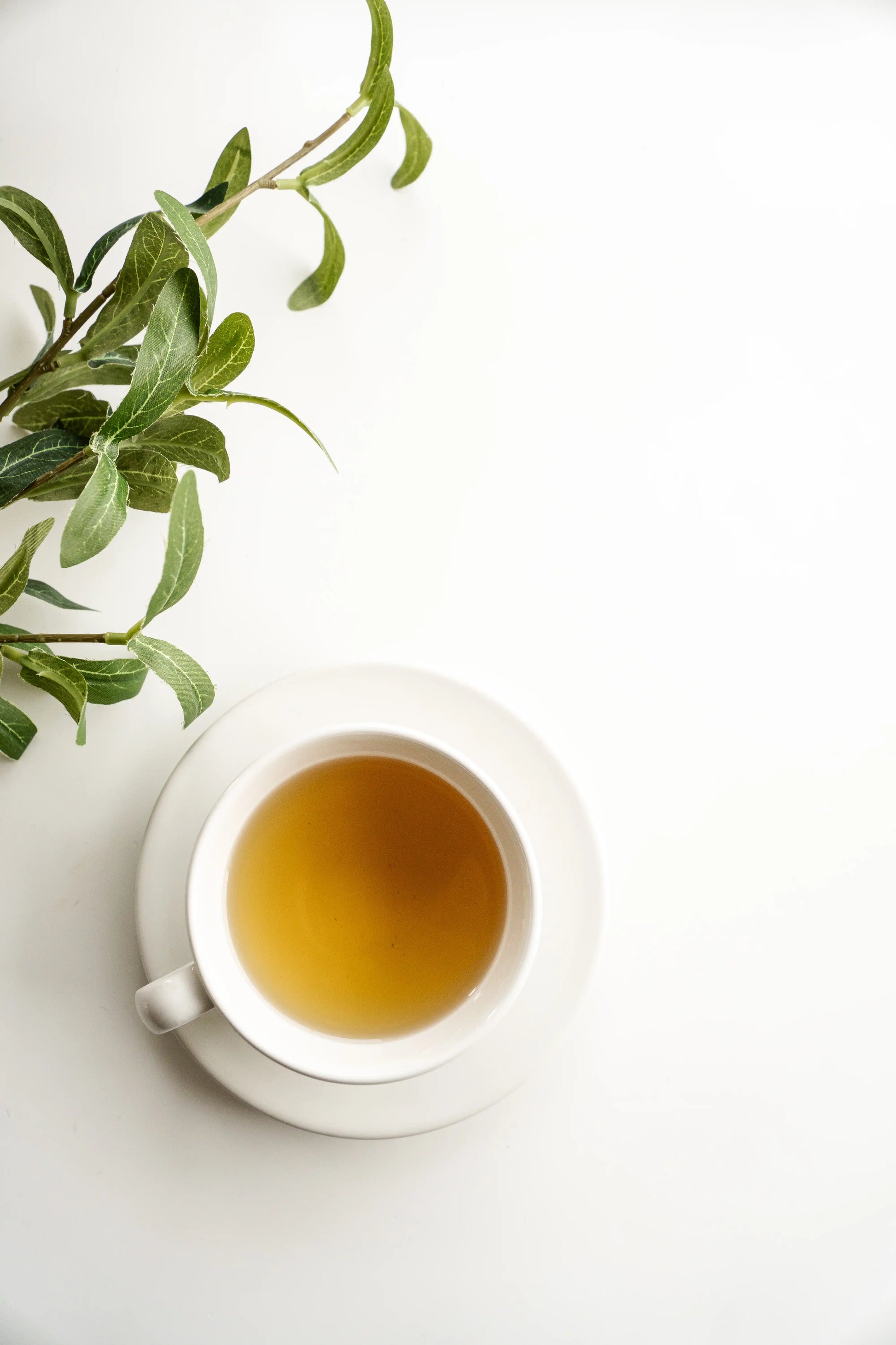 White cup of tea with a green leafy branch on a white background