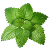 Lemon-Balm